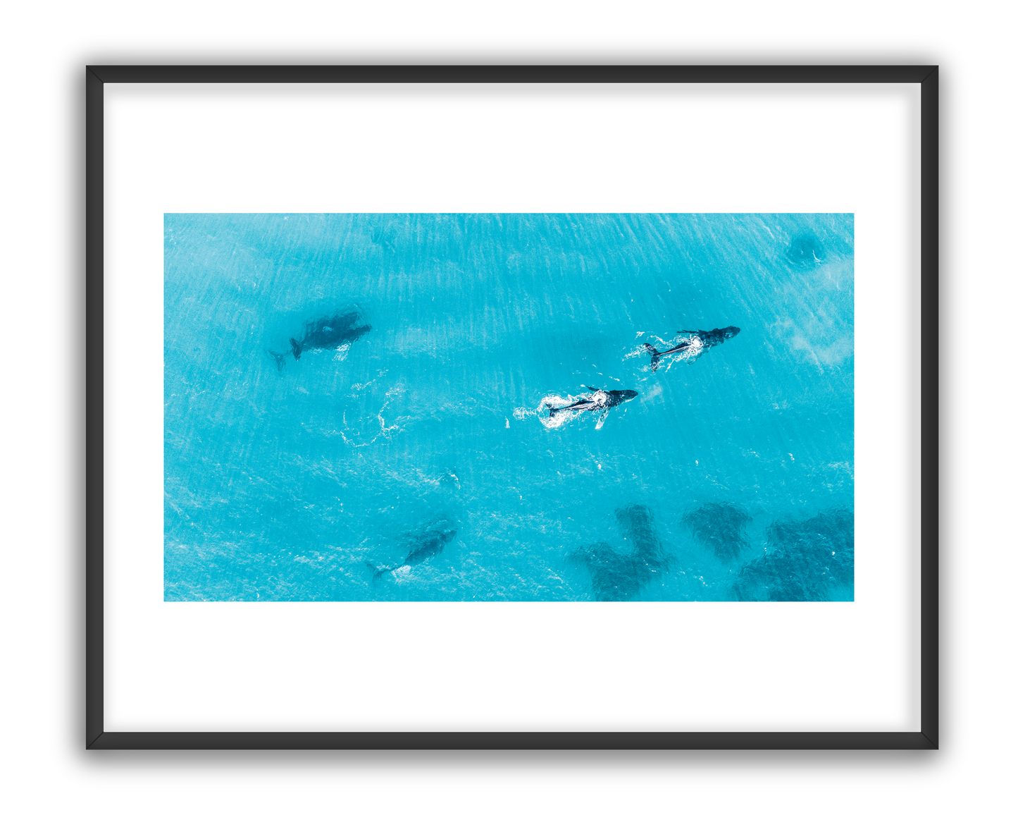 Whale 6 - 1/5