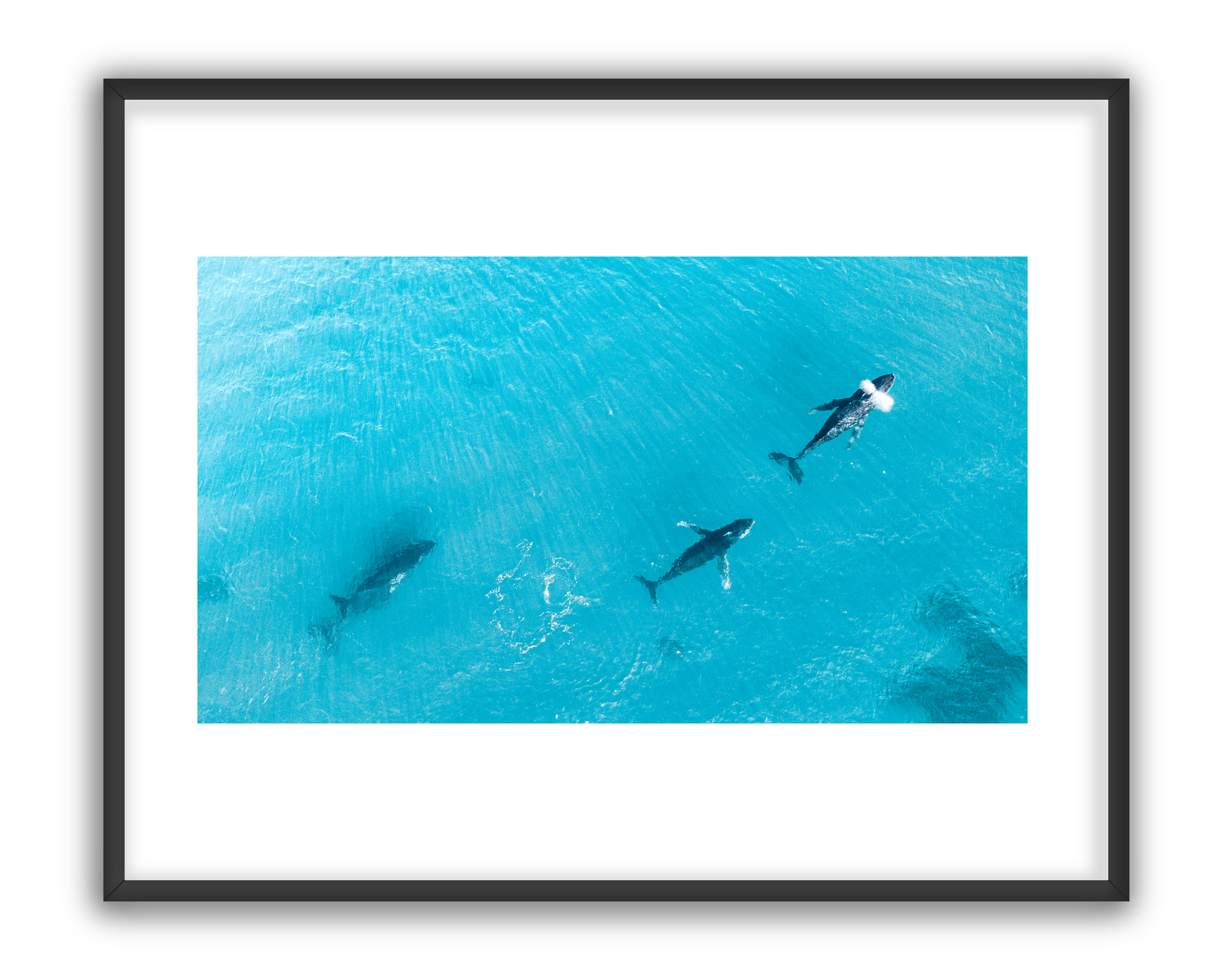 Whale 7 - 1/5