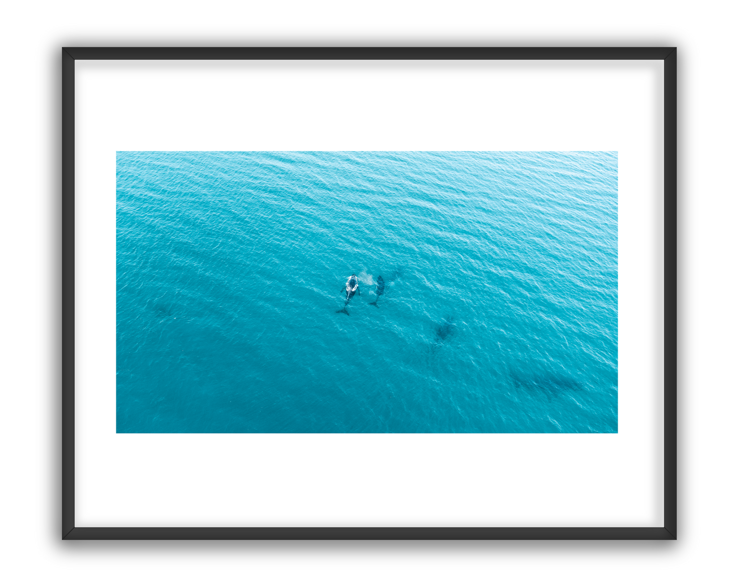 Whale 5 - 1/5