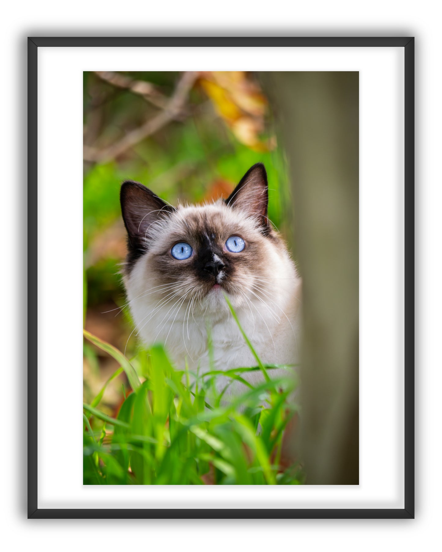 Sylvee the Silly Kitty