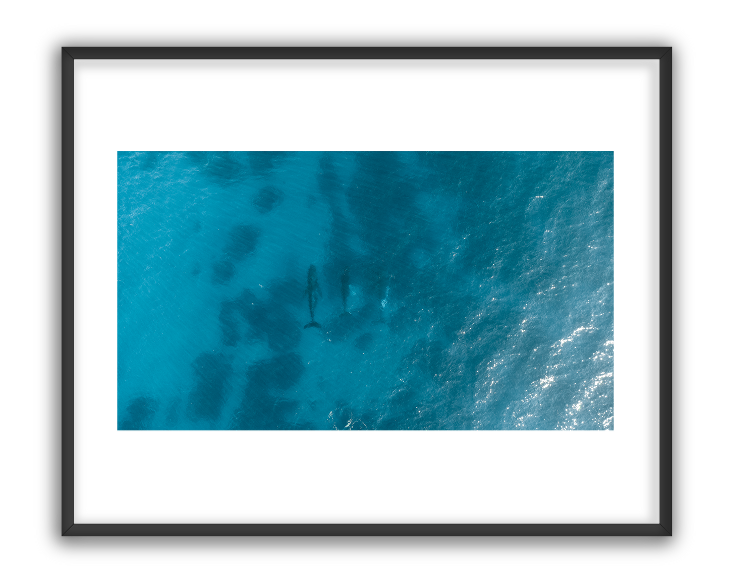 Whale 4 - 1/5